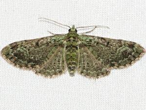 Pasiphila rectangulata