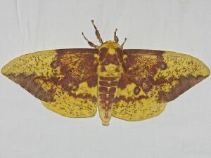 Eacles imperialis