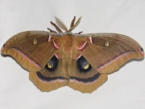 Antheraea polyphemus