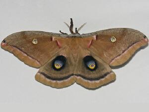 Antheraea polyphemus