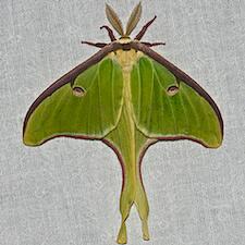 Actias luna