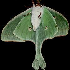 Actias luna