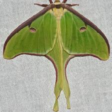 Actias luna