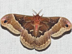 Callosamia promethea