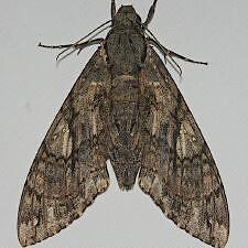 Cocytius antaeus