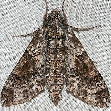 Dolba hyloeus