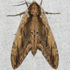 Ceratomia amyntor