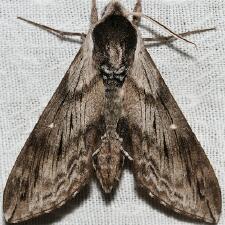 Sphinx poecila