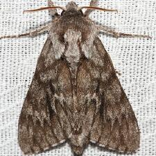 Lapara bombycoides