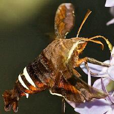 Amphion floridensis