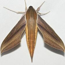 Xylophanes tersa