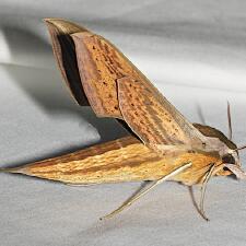 Xylophanes tersa