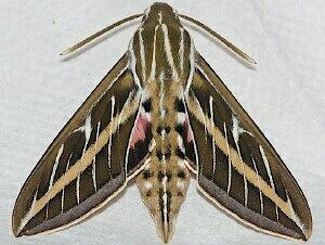 Hyles lineata