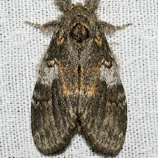 Peridea angulosa