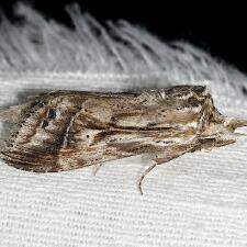 Dasylophia anguina