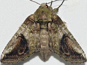 Heterocampa obliqua