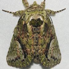 Heterocampa umbrata