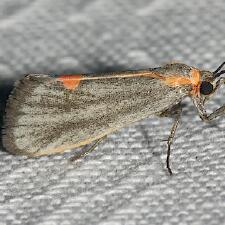 Cisthene striata