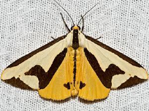 Haploa clymene