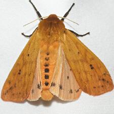 Pyrrharctia isabella