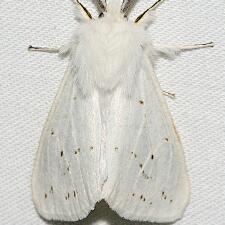 Spilosoma congrua