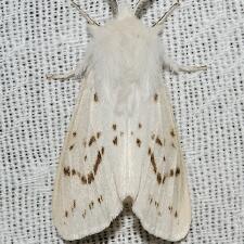 Spilosoma dubia