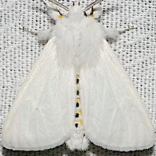 Spilosoma virginica