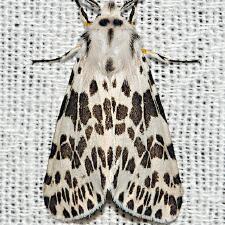 Hyphantria cunea