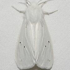 Hyphantria cunea