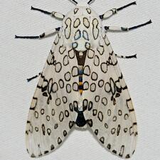 Hypercompe scribonia