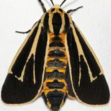 Apantesis vittata