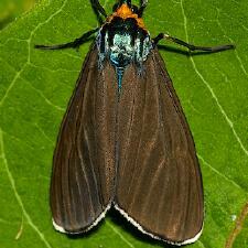 Ctenucha virginica