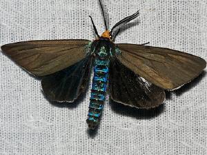 Ctenucha virginica