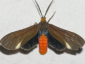 Dahana atripennis