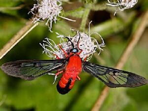 Cosmosoma myrodora