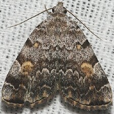 Idia americalis