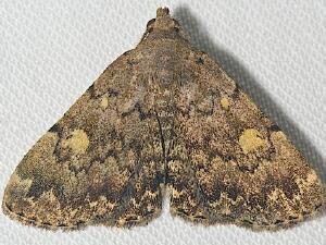 Idia aemula