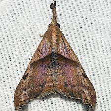 Palthis angulalis