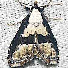 Nigetia formosalis