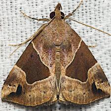 Hypena manalis