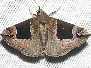 Hypena manalis