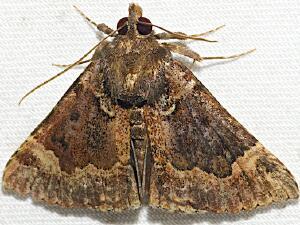 Hypena palparia