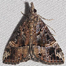 Hypena tenebrosa