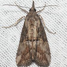 Hypena scabra