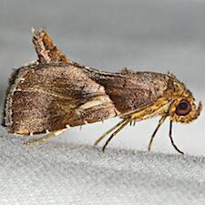 Cecharismena nectarea