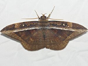 Hemeroblemma opigena