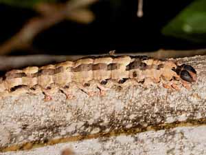 Ascalapha odorata