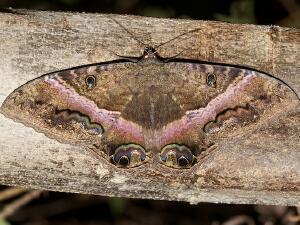 Ascalapha odorata