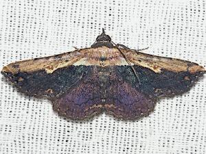 Selenisa sueroides