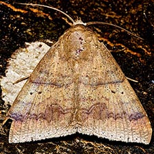 Mimophisma delunaris